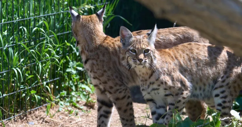 MSU and ZooMontana are partners in conservation