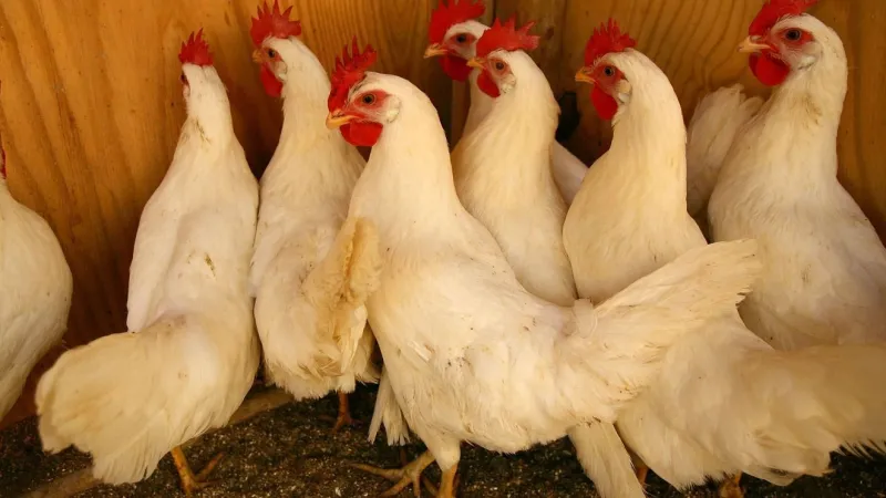 Butte-Silver Bow seeks resident input on backyard chicken rules