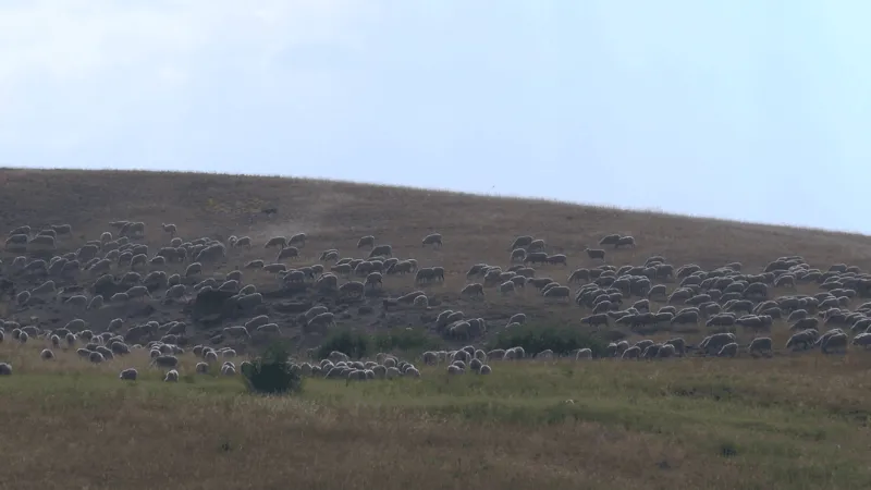 Lightning kills 220 sheep in Gravelly Mountains