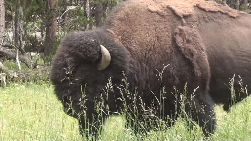 NBC MT Today: Alleged stabbings in Butte & Bozeman, judge blocks bison removal, warmer