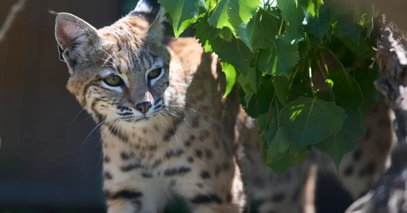 Montana State supports wildlife conservation through partnership with ZooMontana