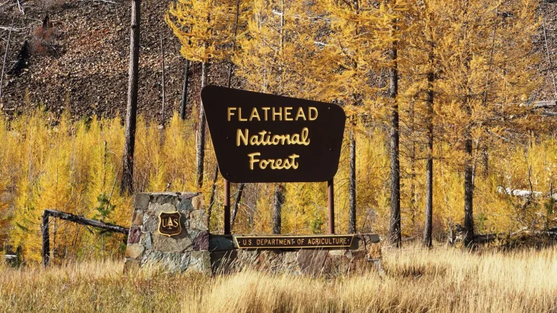 Flathead National Forest approves Dry Riverside forest management project