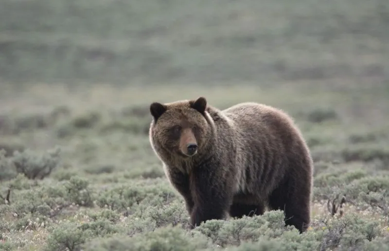 Help For Bear Attack Victim and Illegal Firearms Possession Sentence