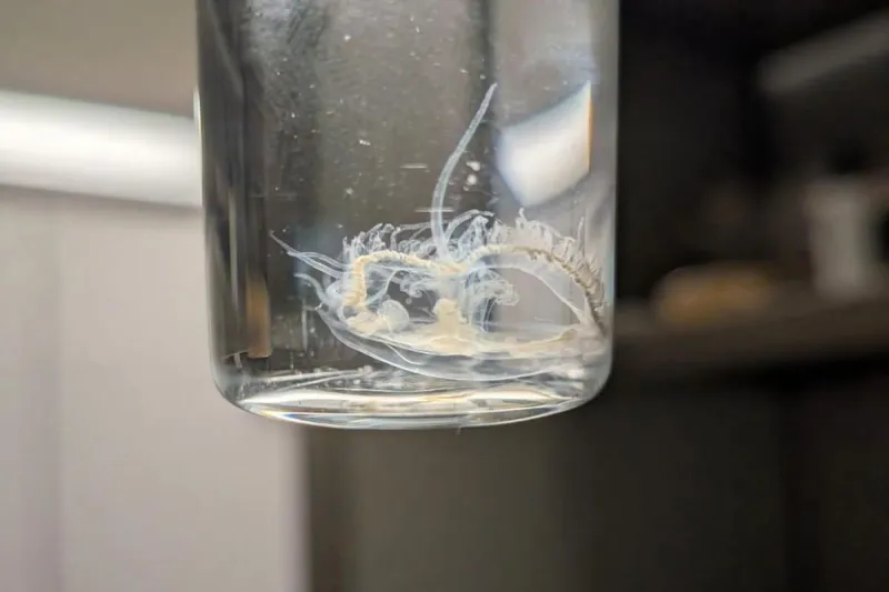Yes, Freshwater Jellyfish Really Do Live in Montana Waterways