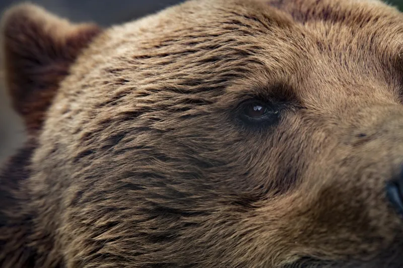 Two Grizzlies Euthanized in Montana After Chicken Coop Raids