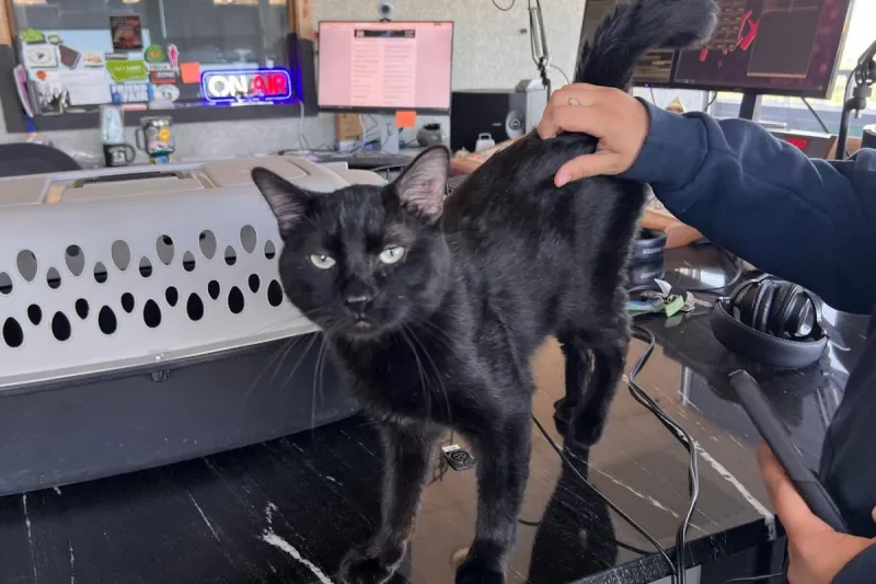 "Baddie" is Purrrfect. He's Ready For Adoption Now in Billings