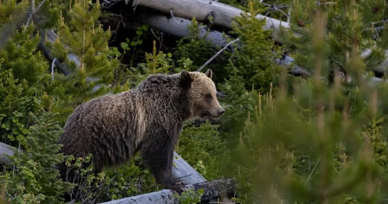 Facebook-famous grizzly bears euthanized in Lincoln after 10 days of conflicts over food
