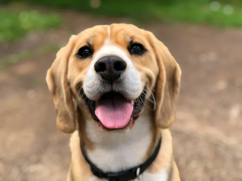 You Can Help Prevent Unwanted Pets in Billings