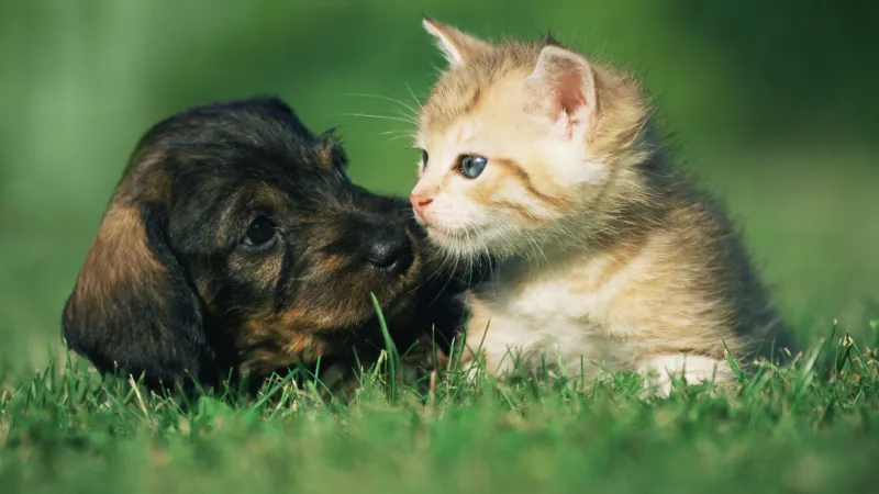 Cascade County selected for animal cruelty response, prevention program