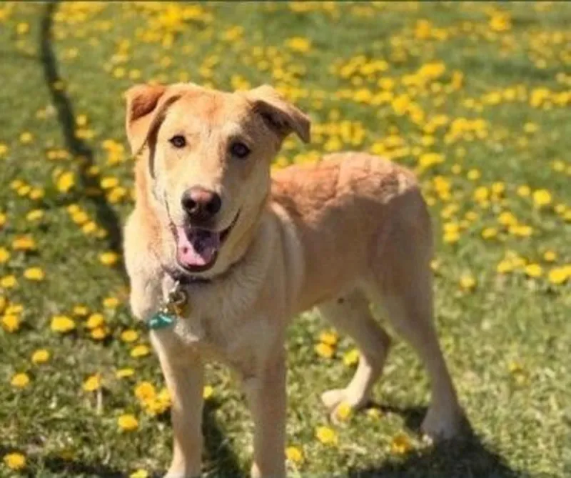 Get to Know Milo at the Humane Society of Western Montana