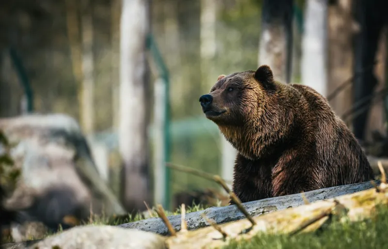 UPDATE: Grizzly Bear Attacked a Montana Hunter