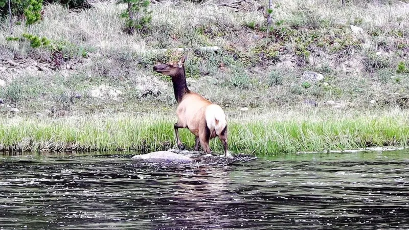 Drawing set for special cow elk hunt on prison ranch near Deer Lodge