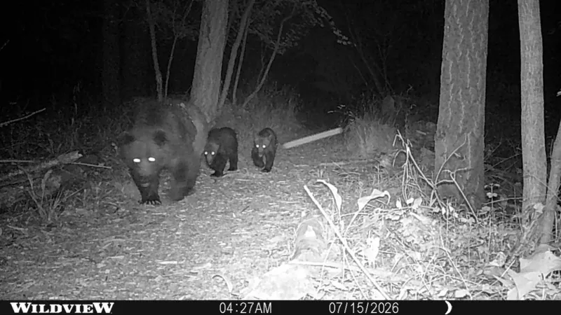 FWP seeks public comment on grizzly bear release sites, other proposals