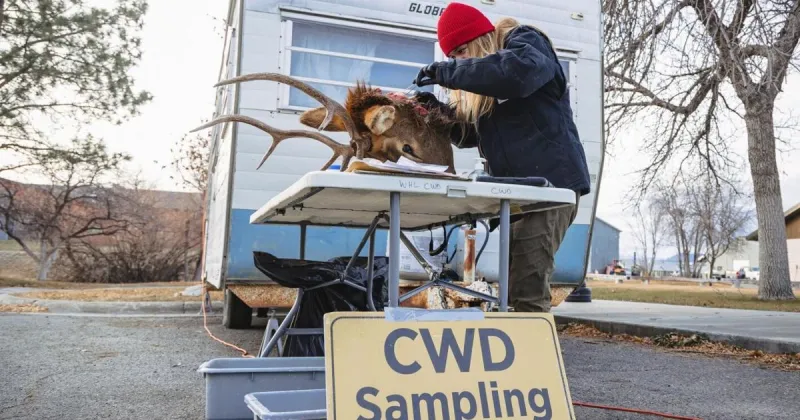 FWP experts to discuss mule deer, chronic wasting disease in Missoula