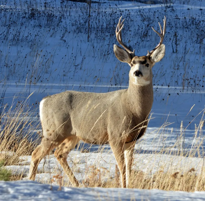 FWP to Give Missoula Area Deer Update