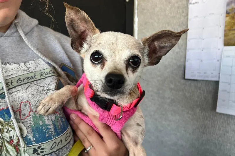 Little Miss "Chalupa" is Ready for a Loving Home in Billings