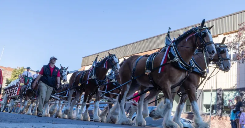 A cold one with a warm welcome: Budweiser Clydesdales trot through Helena