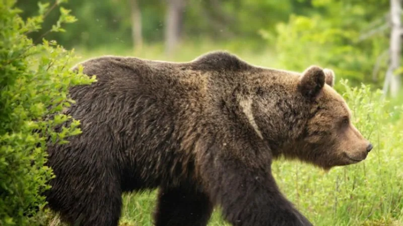 Grizzly bear euthanized near Augusta after livestock depredation, hunter attack