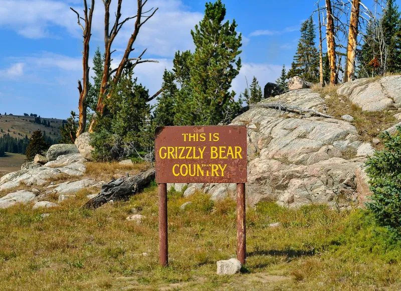 Grizzly Euthanized for Killing Cattle in Northwest Montana