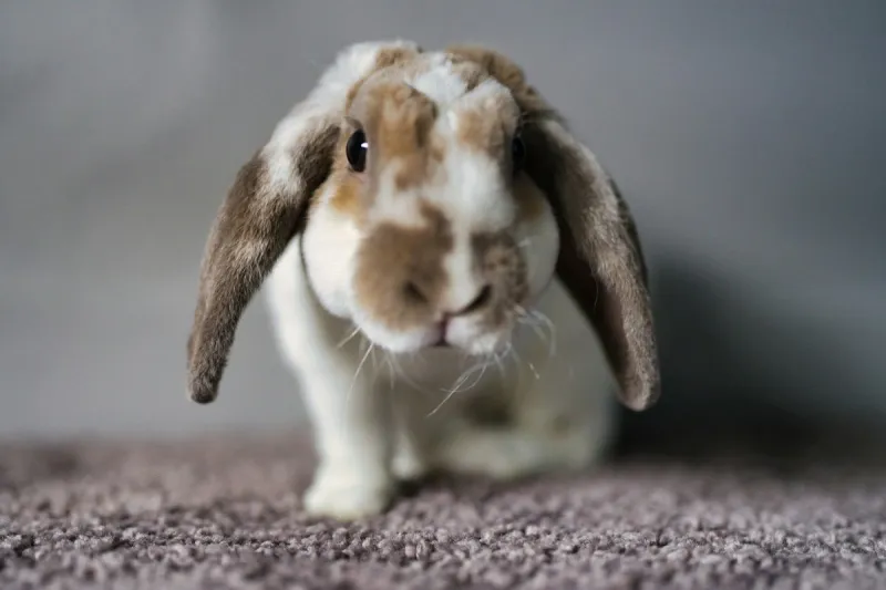 Montana Girl's Love Of Rabbits Leads To An Unusual Mission