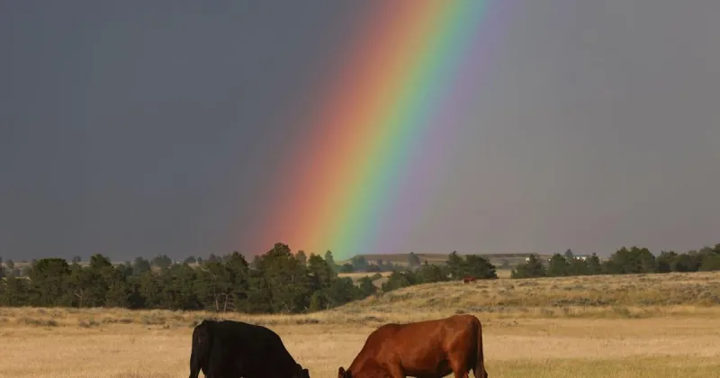 Montanans need MCOOL and policy that protects our ag communities | Jack Owen