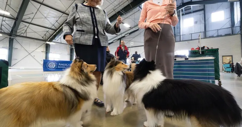Paws and effect: AKC brings top dogs to Helena for Fall Roundup Cluster