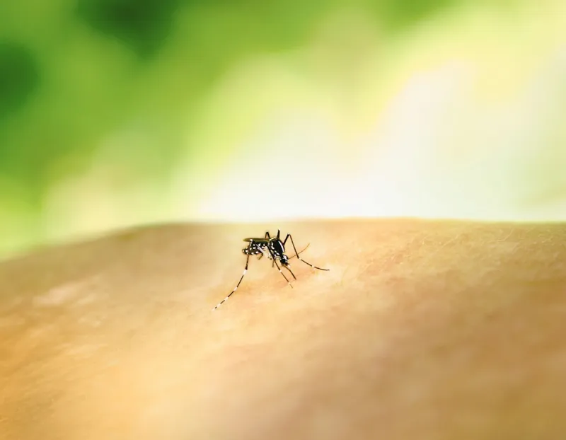 One Thing I Love About Fall in Montana: Goodbye, Mosquitoes