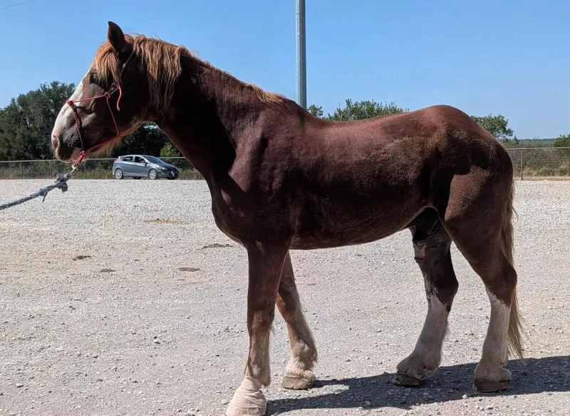 How Free Beer and Brats Can Help Rescue Western Montana Horses