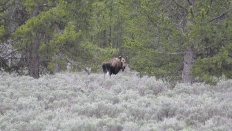 Idaho Fish & Game seeks information after bull moose killed, left to waste near Elk River
