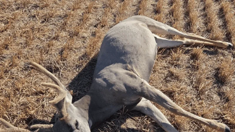 FWP seeks information after mule deer buck shot, left to waste near Hardin