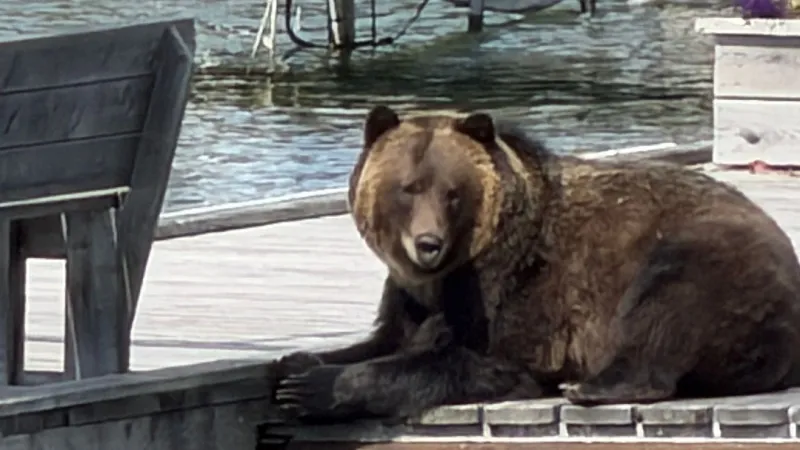 2 young grizzlies wander into Polson, drawing crowds and hampering officials