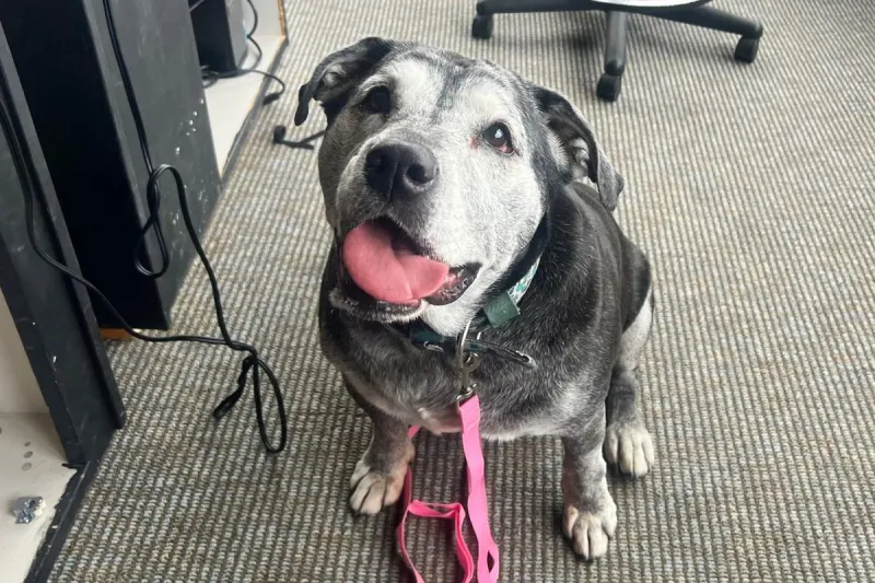 Big Smile, Big Personality: Rosie is Ready for Adoption in Billings