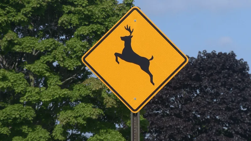 MDT looking into new wildlife crossing improvements in Park Co.