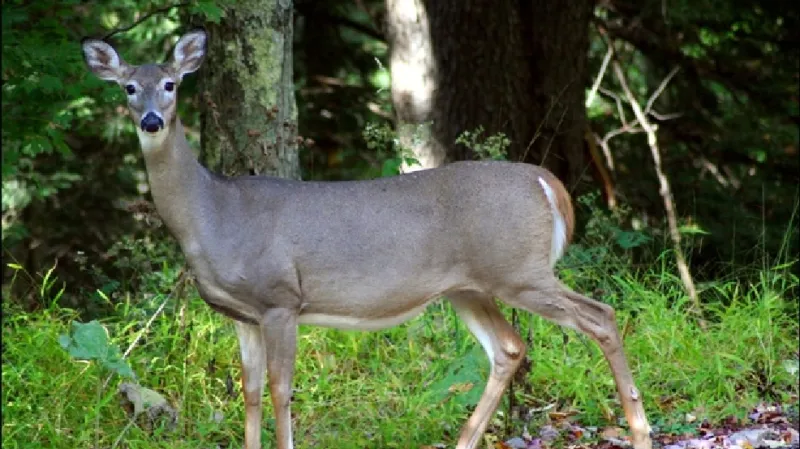 Hemorrhagic disease confirmed in deer on Flathead Indian Reservation