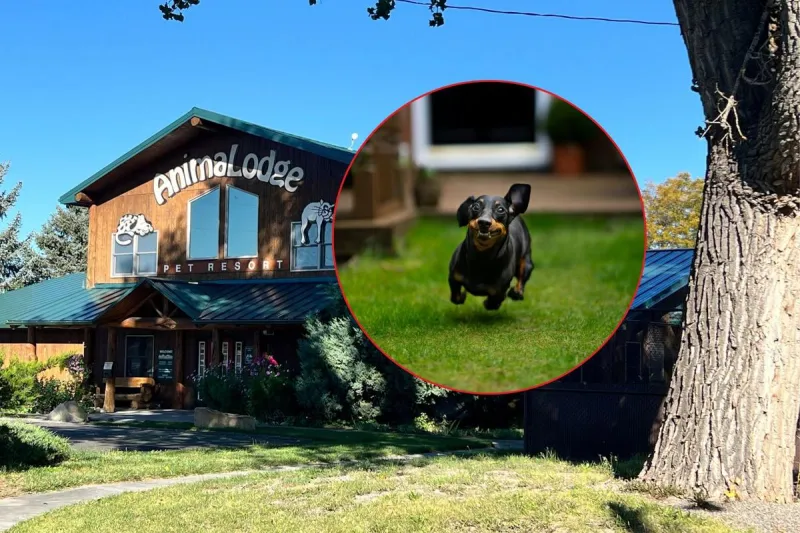 Yellowstone County's Biggest Wiener Dog Party is Back for Year Six