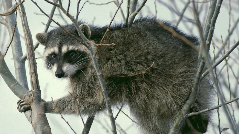 Raccoon attacks 86-year-old man in Pocatello neighborhood