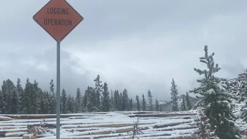 BLM plans timber salvage, forest recovery work in East Garnet Mountains