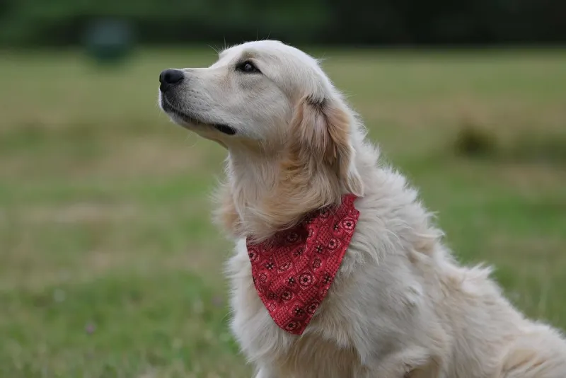 Missoula proclaims 'Service Dog Month,' dog owner thankful