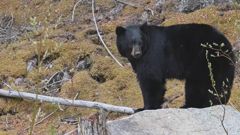 Officials euthanize 14 black bears after alleged feeding near Bozeman