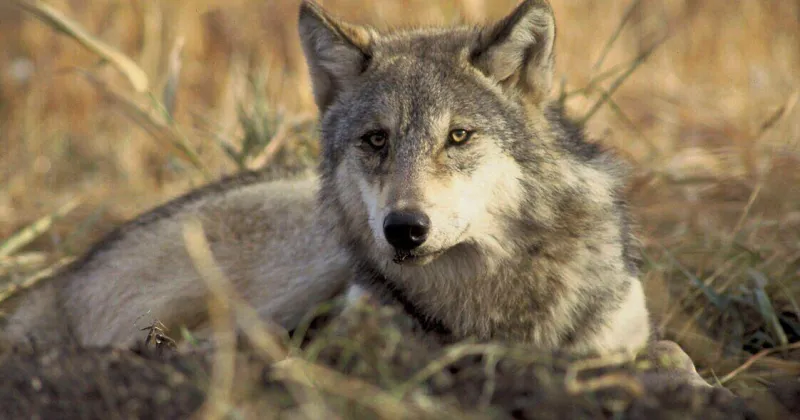 Collared Yellowstone wolf shot in Gardiner-area hunting district
