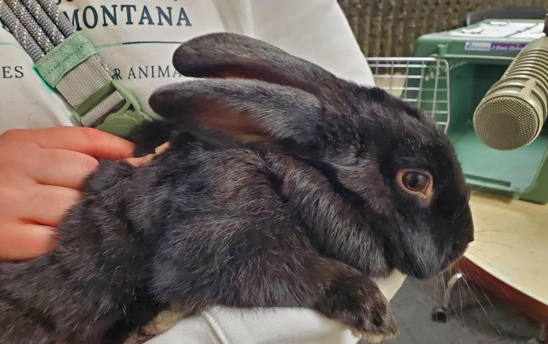 Hop To The Humane Society of Western Montana and Adopt Spirit