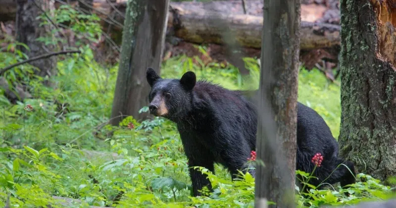 Fourteen 'extremely food conditioned' black bears captured near Bozeman property euthanized