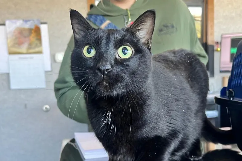 'Paul Blart' is One Big, Adorable Kitty. Adopt in Billings Today