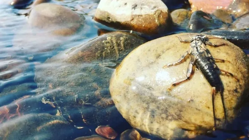 FWP seeks public input on Stream Protection Act permit review