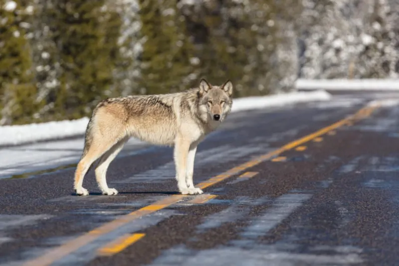 Washington to kill wolfpack after livestock attacks