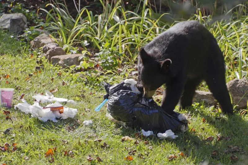 14 Black Bears Were Euthanized, And Here Is Why