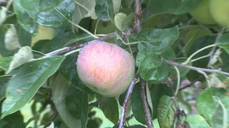 Troy Apple Festival celebrates fall with food, cider and Bear Fair