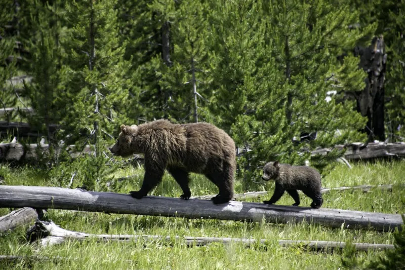 Geysers Grizzlies And Saturday Morning Sports Trivia