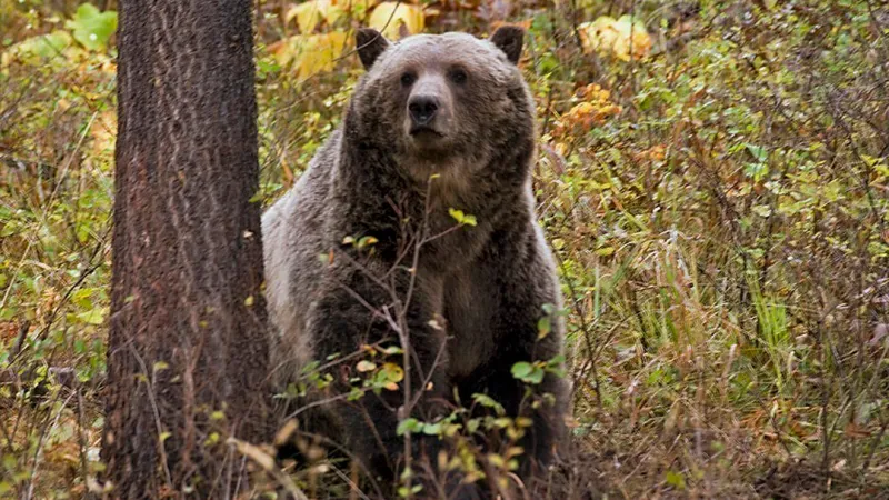 Landowner shoots, kills grizzly bear in Trego; agencies respond