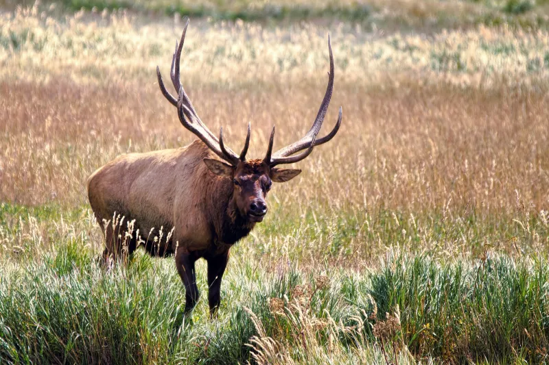 Is Elk Hunting Is Becoming Too Trendy in Montana?